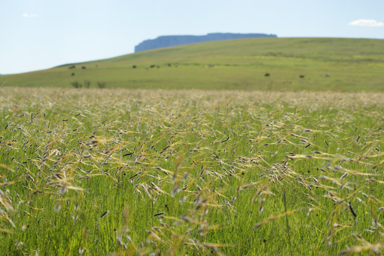 Eskom unlocks land in power stations for renewable energy development