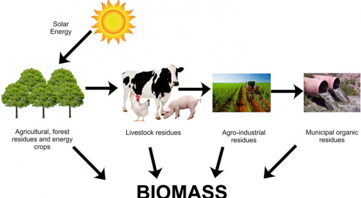 Graphic of Biomass examples